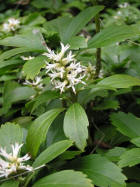 Pachysandra terminalis Uni Dsseldorf   9.5.2007